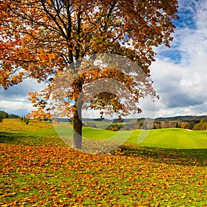 Lonely tree on a golf course in autumn