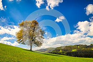 Lonely tree on a grassy meadow with blue sky background