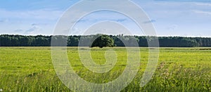 Lonely tree on a green bright field