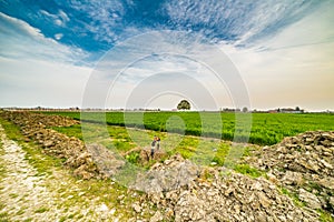 Lonely tree in green crops