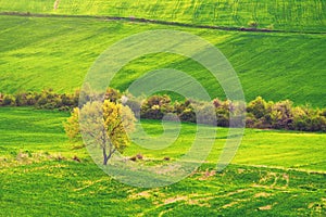 Lonely tree in green farm fields