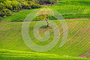 Lonely tree in green farm fields