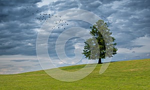 Lonely tree on the green field