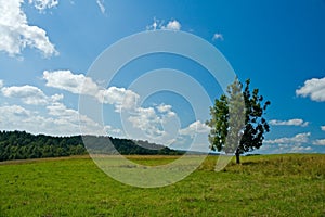 Lonely tree in a green field