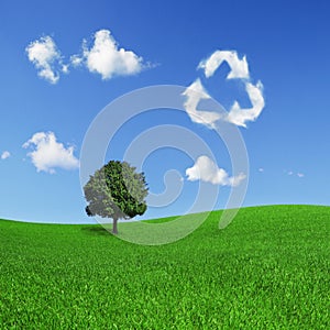 Lonely tree on a green field