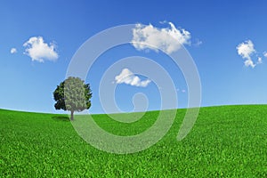 Lonely tree on a green field