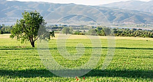 Lonely tree in a green field