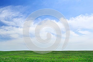 Lonely tree on the green field background