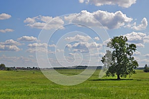 Lonely tree in a green field, countryside