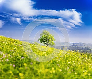 Lonely Tree On the Green Field , Golan Heights, Beautiful nature of Israel