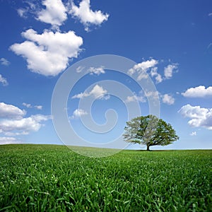 Solitario un albero sul verde cielo blu un bianco 