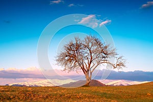 Lonely tree on a green hill