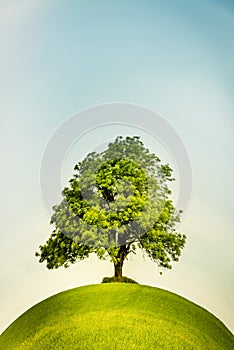 Lonely tree on a green hill