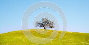 Lonely Tree on Green Hill