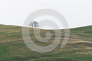 Lonely tree on green hill over cloudy sky