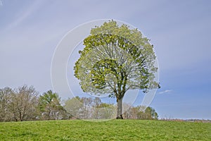 Lonely tree with green leaf