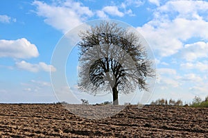 Lonely tree growing in the field