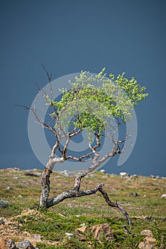 A lonely tree, Lappland,Finland