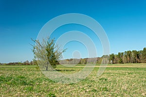 A lonely tree growing in a meadow, a forest in the horizon