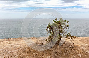 Lonely tree growing next to sea in Western Cape South Africa - sea shore flora on St Blaize trail
