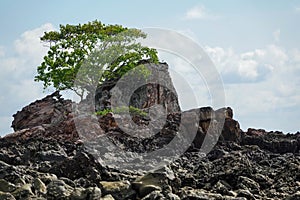 Lonely tree growing on the rock in Phi Phi Islands, Thailand