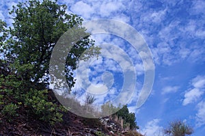 Lonely tree growing on the rocks,blue sky with white clouds