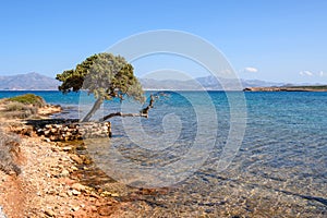 A lonely tree growing on the seashore