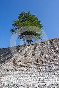 Lonely tree growing on top of the rock