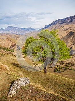 Lonely tree growing on top of the rock. High-altitude pasture in spring