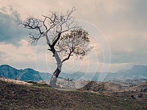 Lonely tree growing on top of the rock. Vintage toning