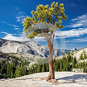 Lonely tree growing on top of the rock.