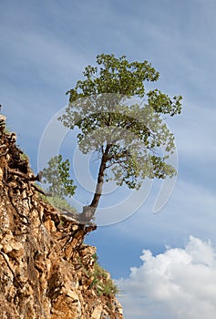 Lonely Tree Grown on Rocks Against Blue Sky