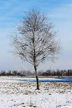 lonely tree grows on a vast wasteland.