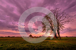 lonely tree , haystack sunset