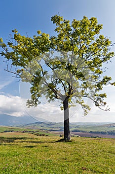 Osamělý strom na pastvině vysokého kopce