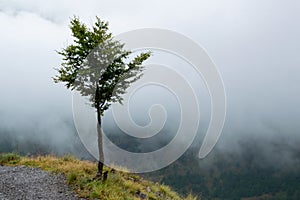 Lonely tree on the Alpine mountain road