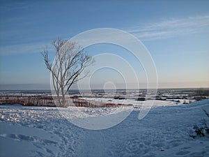Lonely tree on a high rise over the vast expanses of snow-covered meadows in winter day before sunset