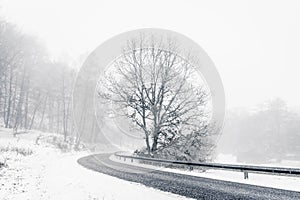 Lonely tree in a highway curve in the winter