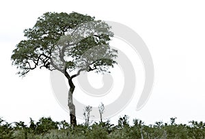 Lonely tree on hill.