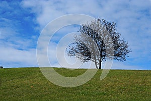 Lonely tree on the hill