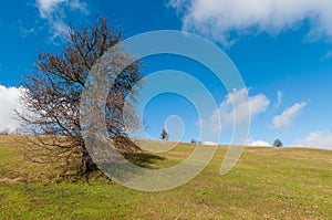 lonely tree on a hill