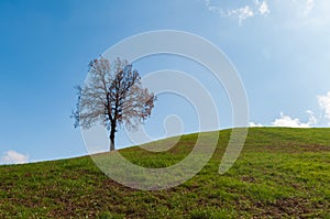 lonely tree on a hill