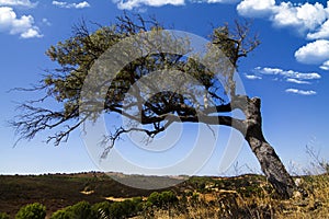 Lonely tree on a hill