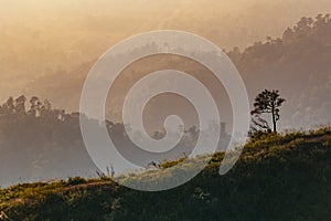 A lonely tree with hill in the background