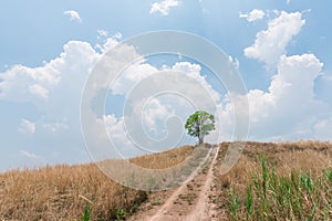 Lonely tree on the hill