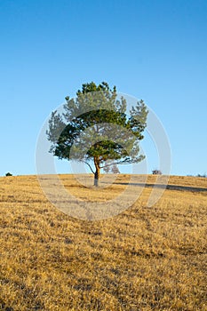 Lonely Tree on Hill