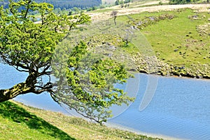 lonely tree on a hill