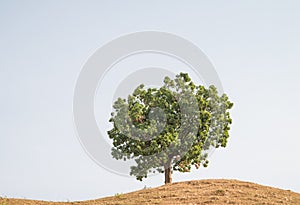 Lonely tree on a hill