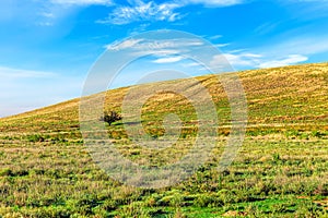 Lonely tree on a hill in the scorching sun