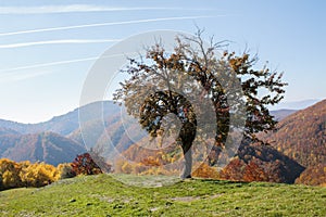 Lonely tree on a hill photo